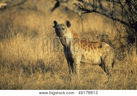 Gefleckte Hyänen (Crocuta Cocuta) stehen auf savannah