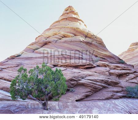 Pine tree dyrkning under rock peak