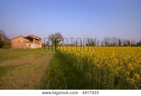 Verkrachting veld