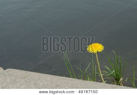 Yellow dandelion flowers