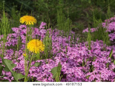 Yellow dandelion flowers
