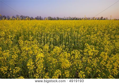Verkrachting veld