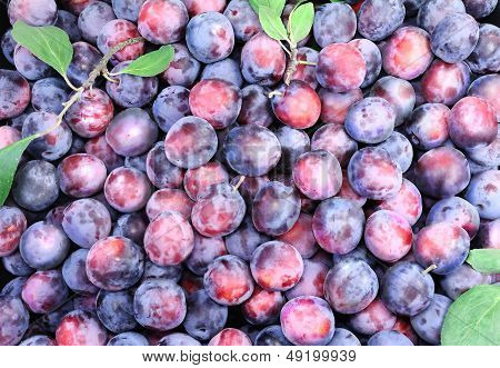 Large Ripe Plums In Large Quantities.