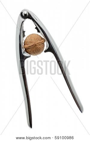 Walnut in nut cracker