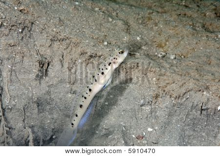 Spinecheek Grundel