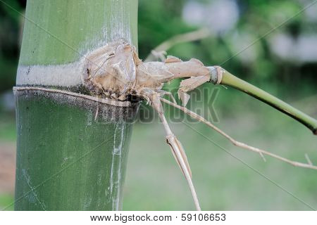 Bamboo