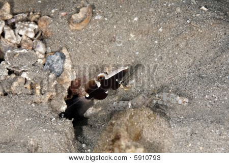 Zarif Shrimpgoby