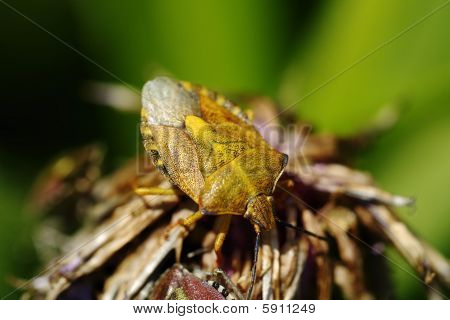 Carpocoris Purpureipennis