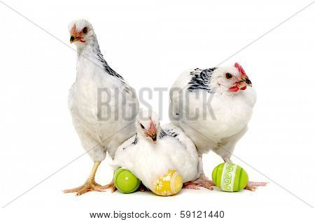 Chickens with easter eggs. Isolated on a white background.