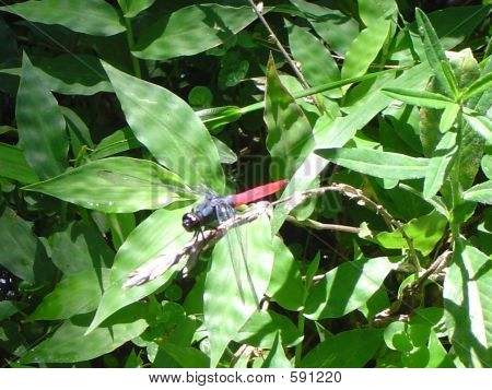 grasshoper