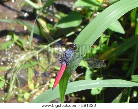 grasshoper