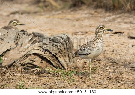 Pair Of Senegalese Thicknees