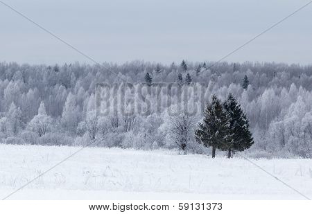 Winter landscape