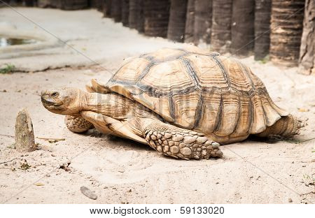 Sulcata Tertoise