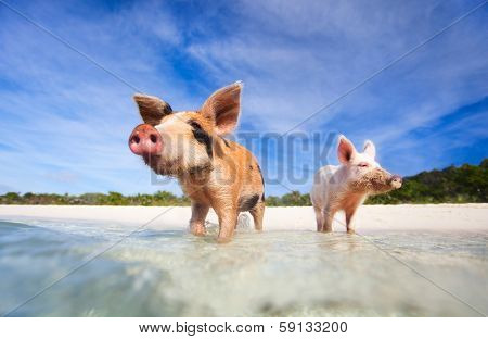 Swimming pigs of the Bahamas in the Out Islands of the Exumas