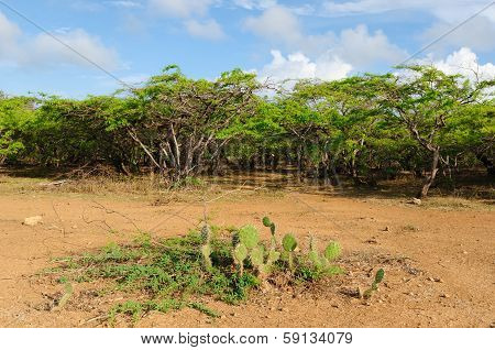 Colombia, Penisula La Guajira Bushes