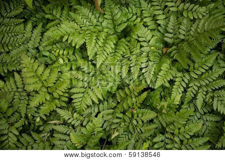 green leaf background