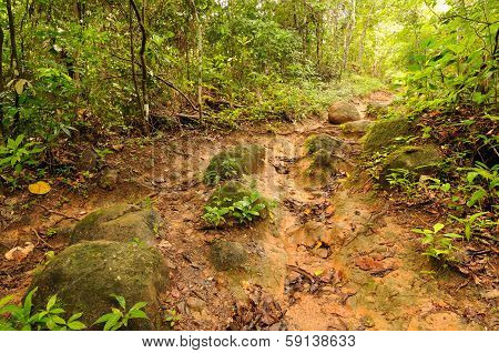 Wild Colombian Darien Jungle