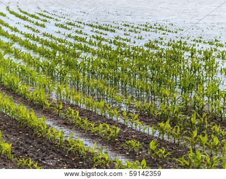 flood of 2013. austria. flows and floods in agriculture