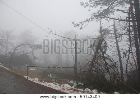 Rime Damaged Trees In Canebola