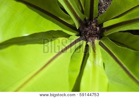 Fern Heart In Closeup