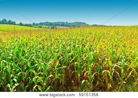 Corn