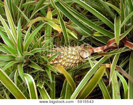 Dole plantasyon içinde O'ahu, Hawaii üzerinde büyüyen bir ananas