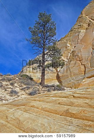 Large Pine