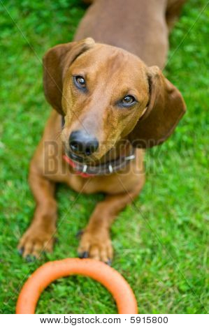 Dachshund tumbado en la hierba