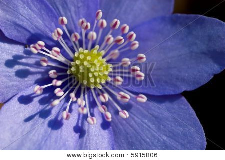 flor morada