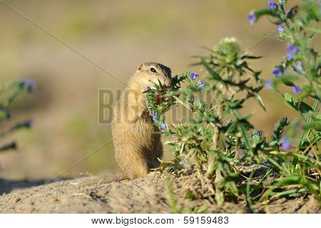 European Ground Squirrel In The Flowers