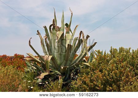 cactuses and agava at tropical garden