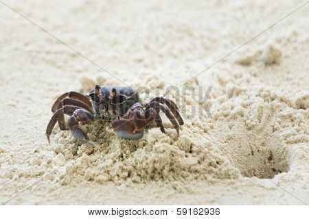 Ghost Crab Leaves Its Hole