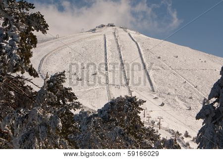 trees in the snow in the area in navacerrada madrid spain,Europa,