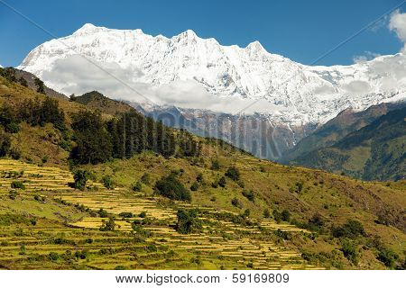 Rice Field And Snowy Himalayas Mountain In Nepal