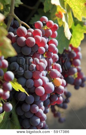 Uve rosse sulla vite