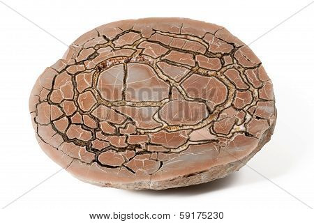 Septaria Concretion Mineral
