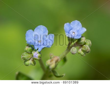 Tiny, delicate flowers of Cynoglossum amabile, Chinese Forget-me-not