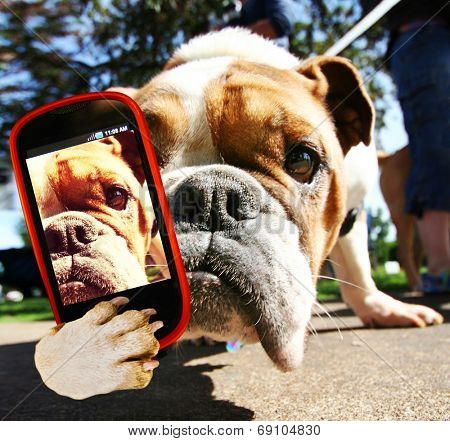 a cute bulldog taking a selfie with a cell phone