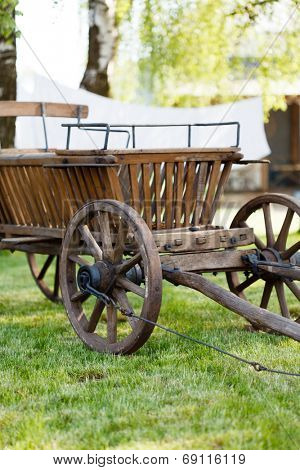 old oxen