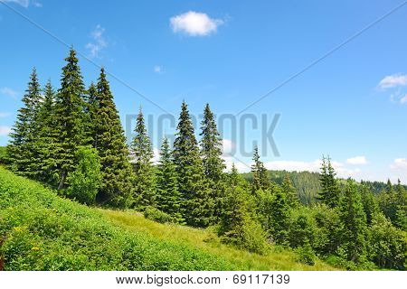 Beautiful pine trees in mountains.                                    