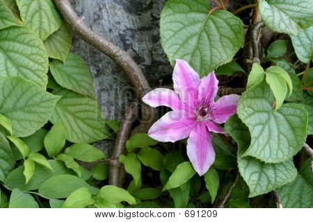 Clematide