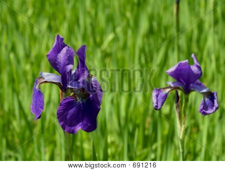 Iris viola