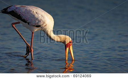 Yellow-billed stork (Mycteria ibis) wading in shallow water - Kruger National Park (South Africa)