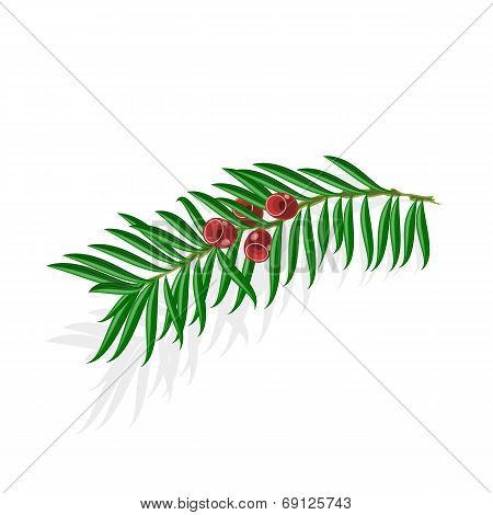 Yew Sprigs With Red Berries Vector