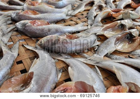 Grey Mullet Fish
