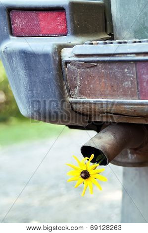 Yellow Flower In A Tail Pipe