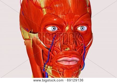 Facial muscles