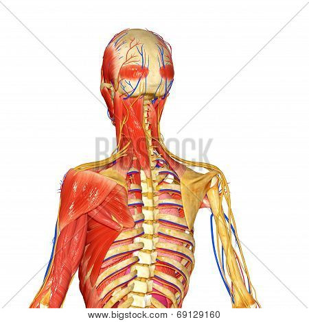 Skeleton with muscles