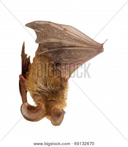 Long-eared Bat Isolated On White